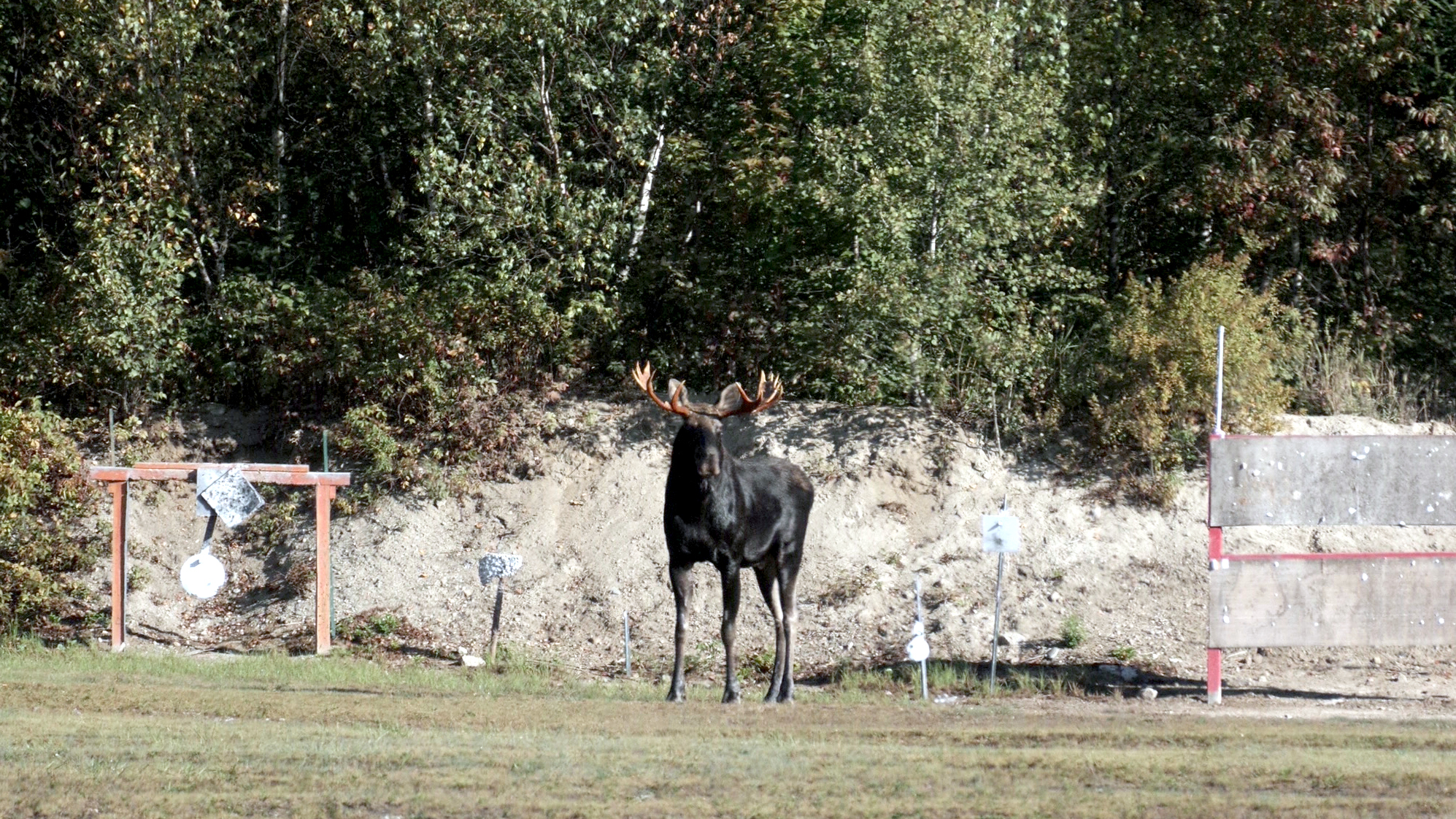 moose1