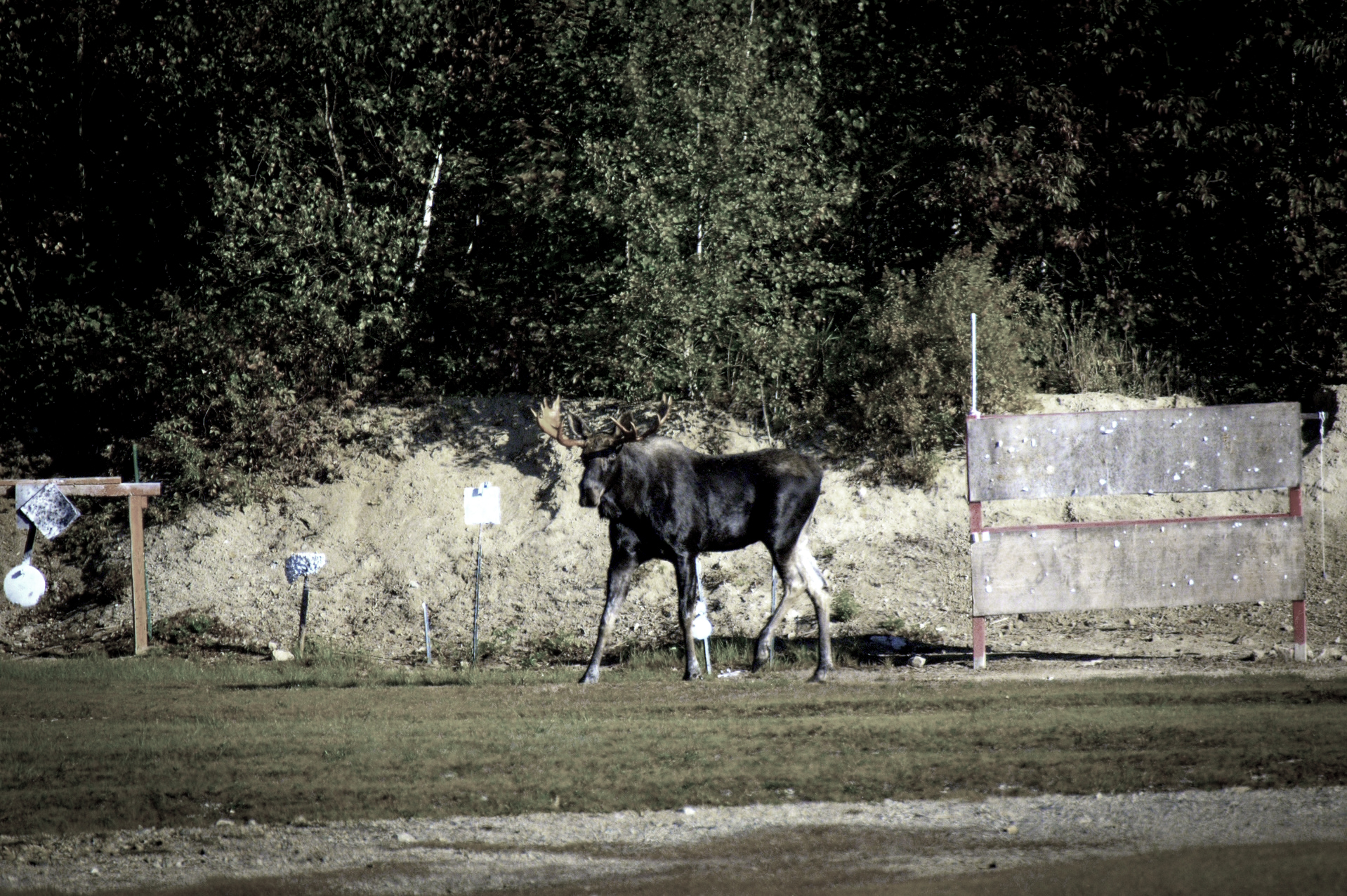 moose2